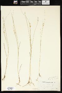 Juncus nodosus image