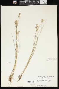 Juncus nodosus image