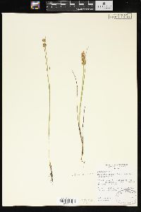 Juncus nodosus image