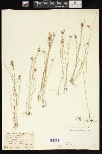 Juncus nodosus image