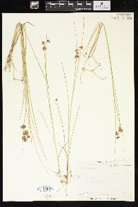 Juncus nodosus image