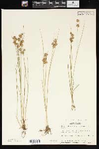 Juncus nodosus image