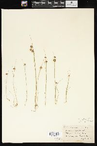 Juncus nodosus image