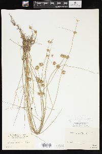 Juncus nodosus image