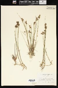 Juncus nodosus image