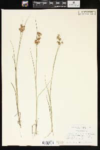 Juncus nodosus image