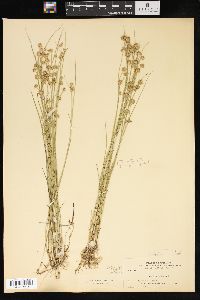 Juncus nodosus image