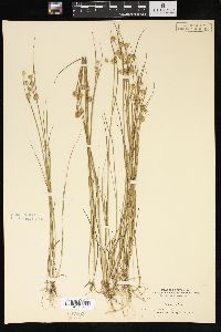 Juncus nodosus image