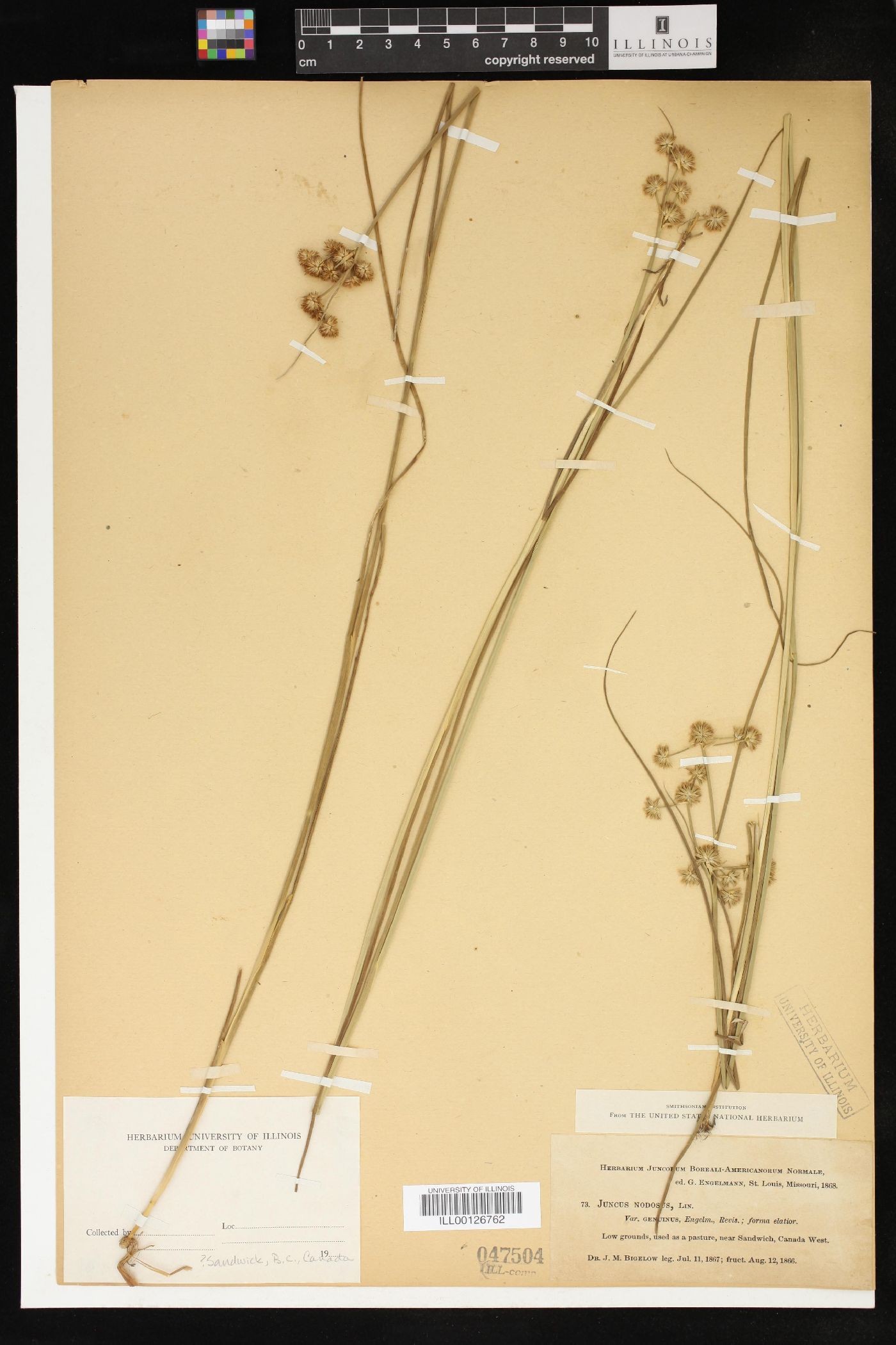 Juncus nodosus var. genuinus image