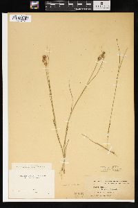 Juncus nodosus image