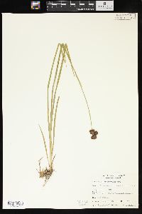 Juncus orthophyllus image