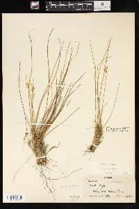 Juncus parryi image