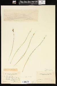 Juncus parryi image