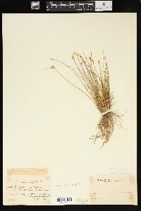 Juncus parryi image