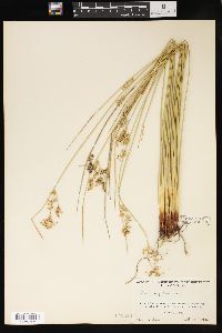 Juncus patens image