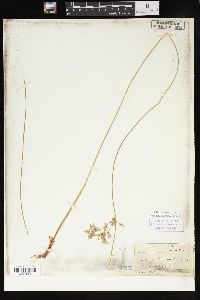 Juncus patens image