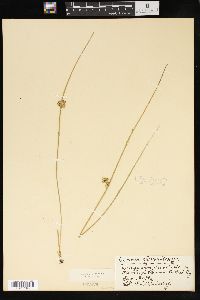 Juncus patens image