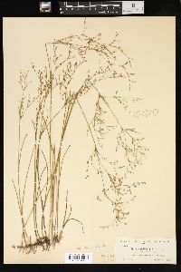 Juncus pelocarpus image