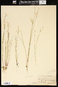 Juncus pelocarpus image