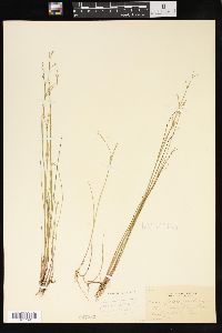 Juncus pelocarpus image