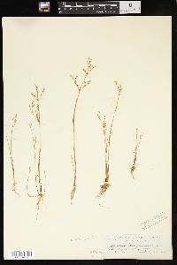 Juncus pelocarpus image