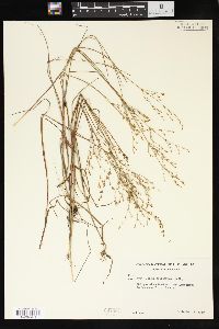 Juncus pelocarpus image