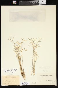 Juncus pelocarpus image