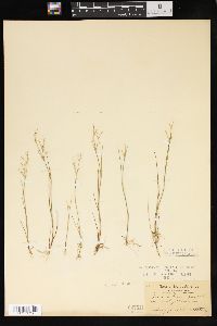 Juncus pelocarpus image