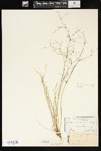 Juncus pelocarpus image