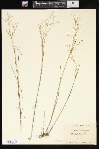 Juncus pelocarpus image