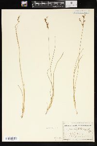 Juncus pelocarpus image