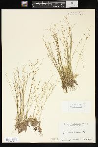 Juncus pelocarpus image