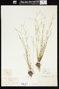 Juncus pelocarpus image