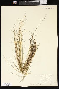 Juncus pelocarpus image