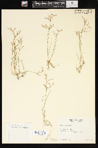 Juncus pelocarpus image