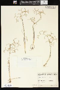 Juncus pelocarpus image