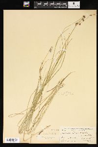 Juncus phaeocephalus var. paniculatus image