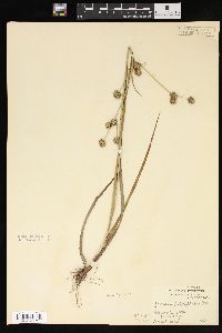 Juncus polycephalus image