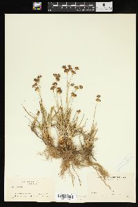 Juncus repens image