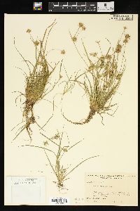 Juncus repens image