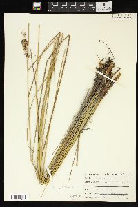 Juncus roemerianus image