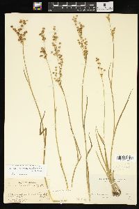 Juncus ensifolius var. montanus image