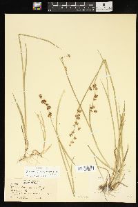 Juncus ensifolius var. montanus image