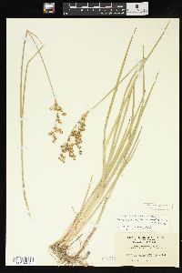 Juncus ensifolius var. montanus image