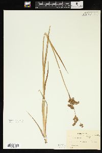 Juncus ensifolius var. montanus image