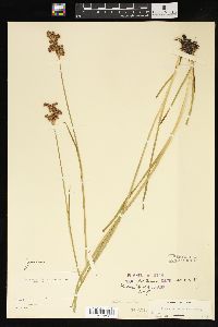 Juncus ensifolius var. montanus image