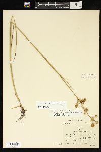 Juncus scirpoides image