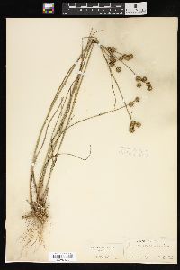 Juncus scirpoides image