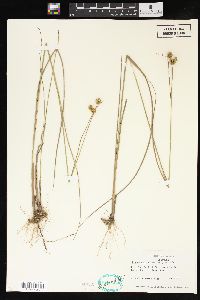 Juncus scirpoides image