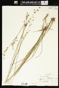 Juncus scirpoides image